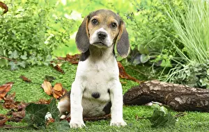 061120: Beagle puppy outside in the garden