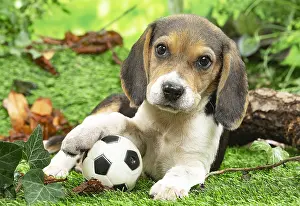 061120: Beagle puppy outside in the garden