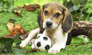 061120: Beagle puppy outside in the garden