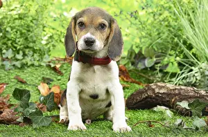 061120: Beagle puppy outside in the garden