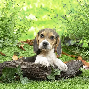 Beagles: Beagle puppy outside in the garden