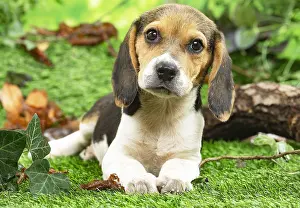 Beagles: Beagle puppy outside in the garden
