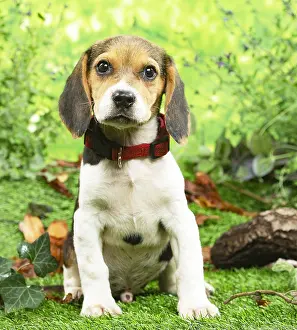 Beagles: Beagle puppy outside in the garden