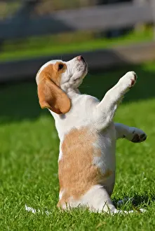 Beagle: Beagle puppy standing upright