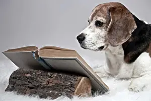 Intelligence: Beagle reading a book