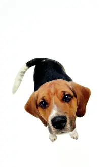 Cutouts: Beagle, seen from above