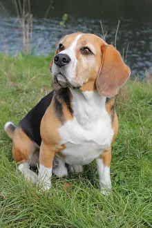 Sitzt: Beagle sitting on grass Beagle sitzt auf der Wiese