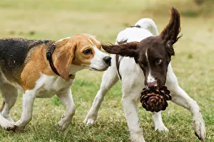 Collars: Beagle and Small Munsterlander disputing a pinecone
