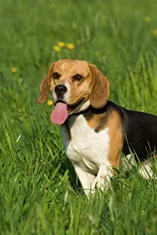 Beagles: Beagle standing in the grass, panting
