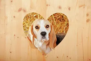 Beagle: Beagle, tricolor, looking through wooden wall with