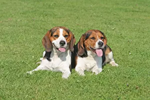 Beagles: Two Beagles lying next to each other on a lawn 2