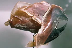 Squids: BEAK OF GIANT SQUID