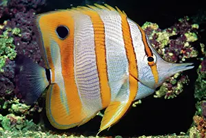 Chelmon: Beaked Butterfly Fish