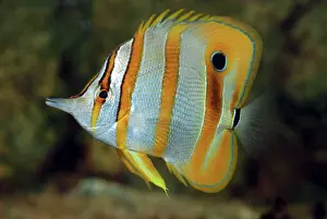 Coralfish: Beaked Coral Fish