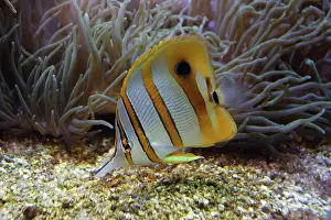 Coralfish: Beaked coralfish