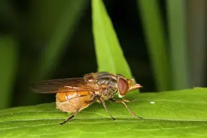 Campestris: Beaked Hoverfly - Larvae in cow-pats and other
