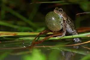 Beaked: Beaked Toad (Rhinella merianae, ex Bufo granulosus