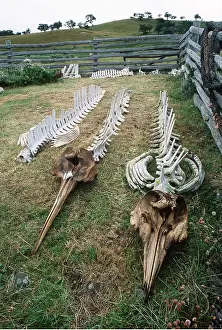 Skeleton: Beaked Whale Skeletons
