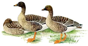 Fabalis: Bean Goose