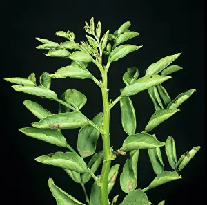 Roll: Bean leaf roll virus