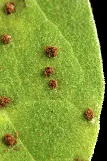 Structures: Bean Leaf with Rust Pustules