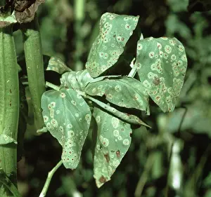 Bean: Bean rust