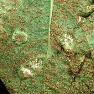 Bean: Bean rust