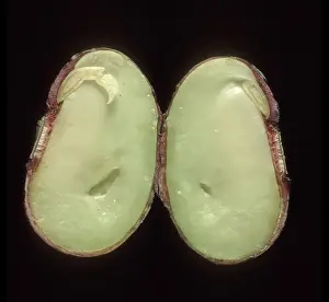 Parts: Bean seed