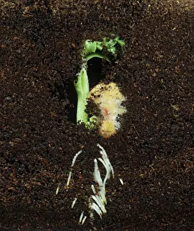 Roots: Bean seed roots and green shoot