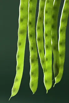 Sword: Bean