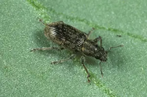 Lineatus: Bean Weevil (Sitona lineatus)