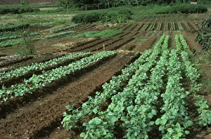 Kidney: Beans planted to replace poppies, Thailand