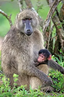 Ursinus: Bear baboon, chacma baboon (Papio ursinus), adult, f