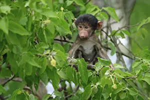 Baboons: Bear baboon, chacma baboon (Papio ursinus)