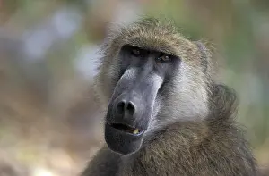 Baboons: Bear baboon (Papio ursinus)