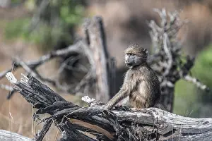 Trunks: Bear baboon (Papio ursinus), young sitting on a tree trunk