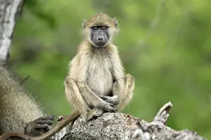 Relaxing: Bear baboon, Tschakma baboon (Papio ursinus)