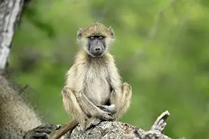 Relaxing: Bear baboon, Tschakma baboon (Papio ursinus)