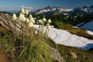 Tenax: Bear Grass - on Mount Rainier
