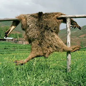 Trophy: Bear Skin - freshly shot