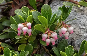 Trailing: Bearberry, Arctostaphylos uva-ursi, in flower in