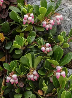 Trailing: Bearberry, Arctostaphylos uva-ursi, in flower in