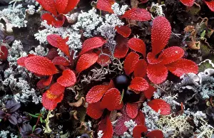 Ursi: Bearberry - Autumn leaves, tundra