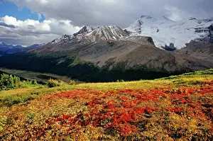 Jasper: Bearberry in early autumn Athabasca Peak