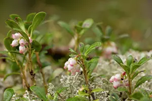 Bearberries: Bearberry - in flower