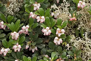 Ursi: Bearberry - in flower