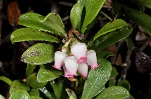 Bearberry: Bearberry - in flower