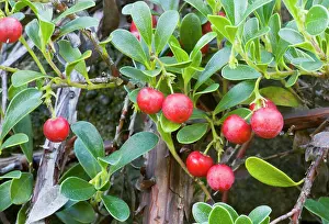 Bearberries: Bearberry form - in fruit Point St George