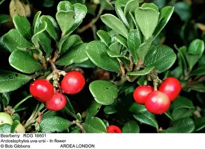 Bearberries: BEARBERRY - IN FRUIT