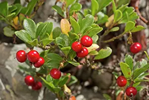 Bearberries: Bearberry in fruit in early autumn